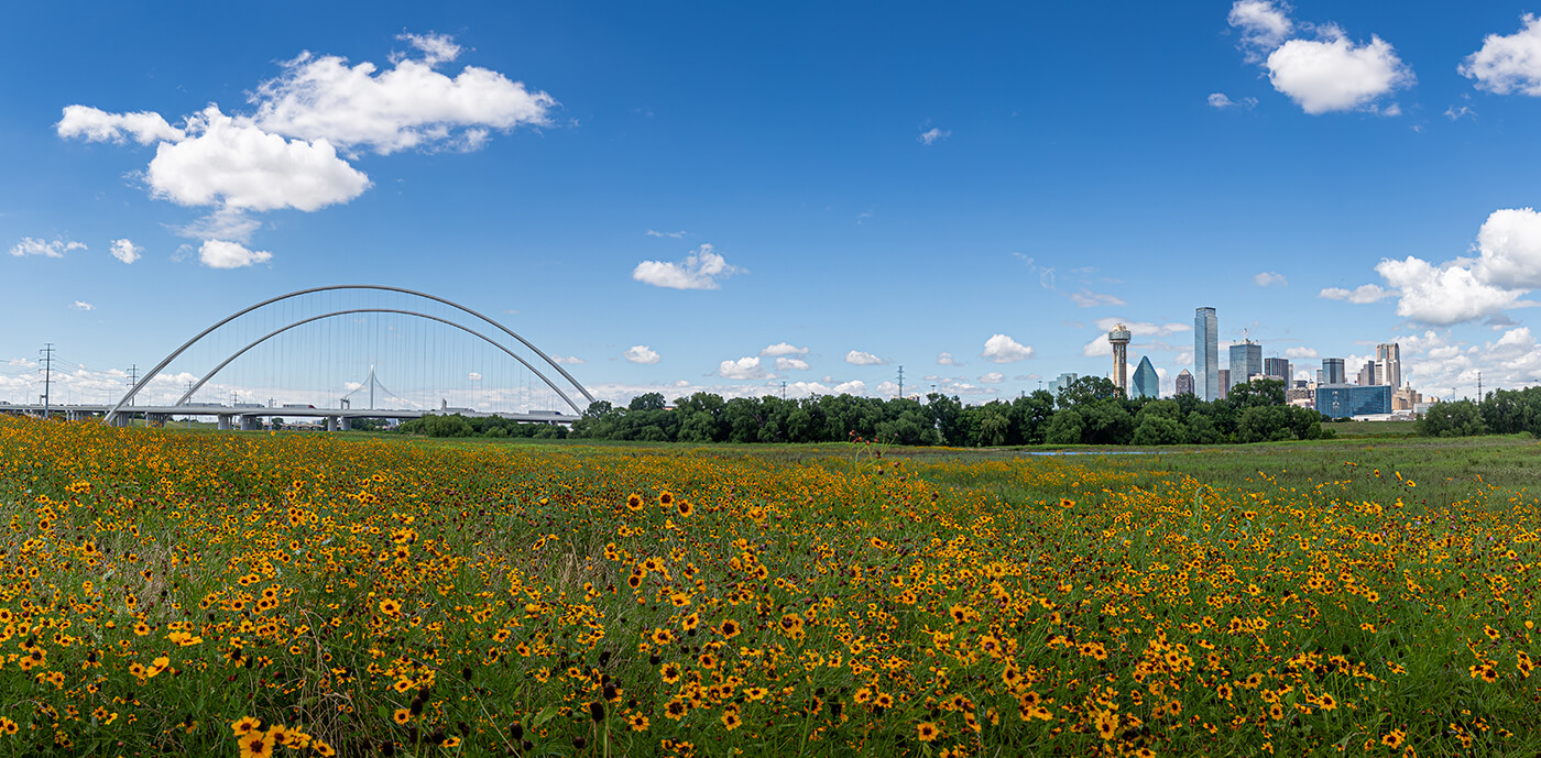 A photo of wildflowers in Dallas, with city in the background