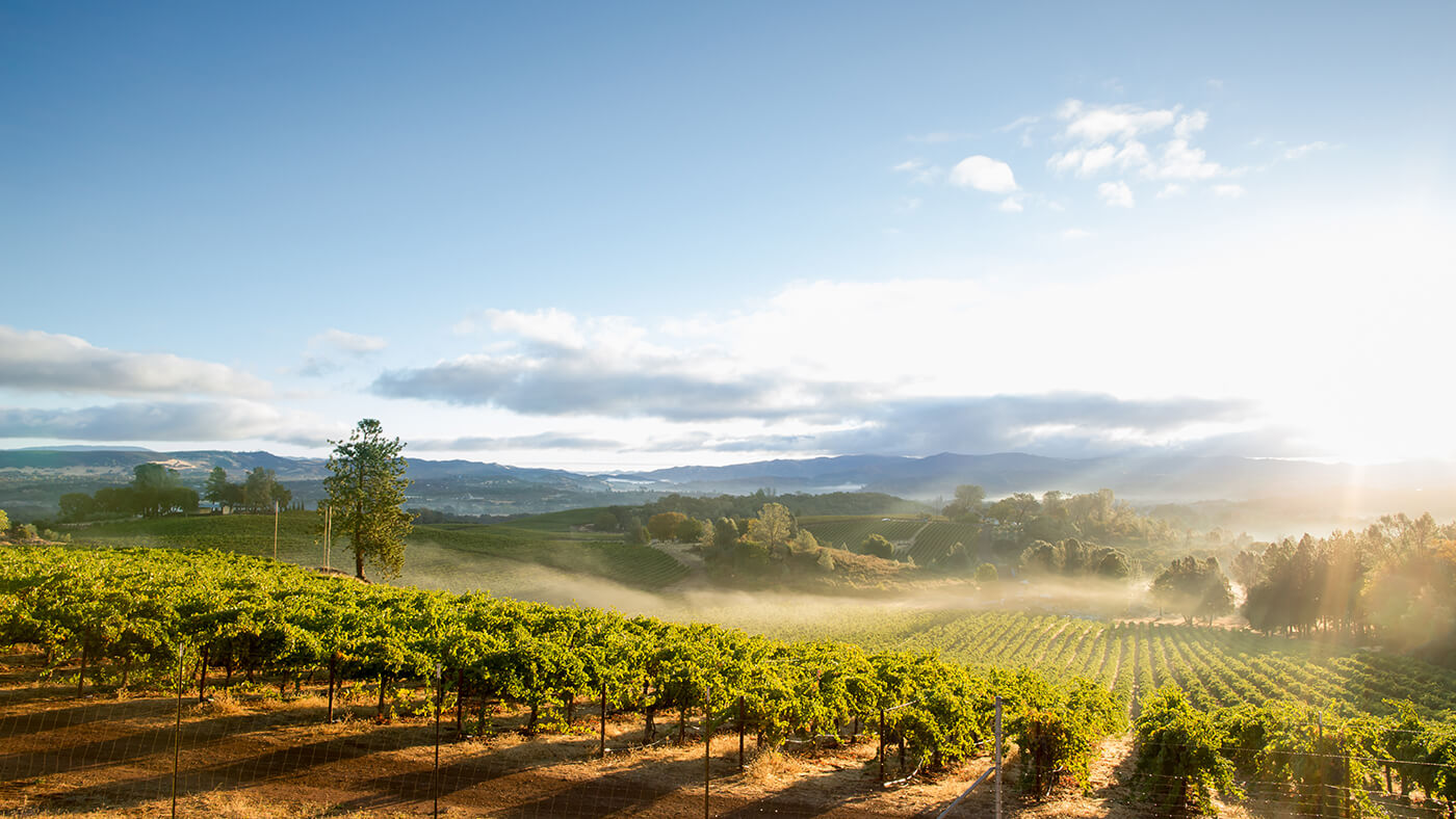 View of Sonoma vineyards